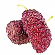 Саджанець Шовковиця Рожева Принцеса